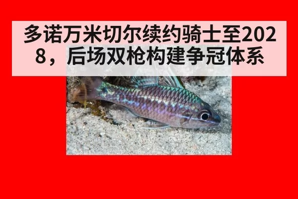 多诺万米切尔续约骑士至2028，后场双枪构建争冠体系